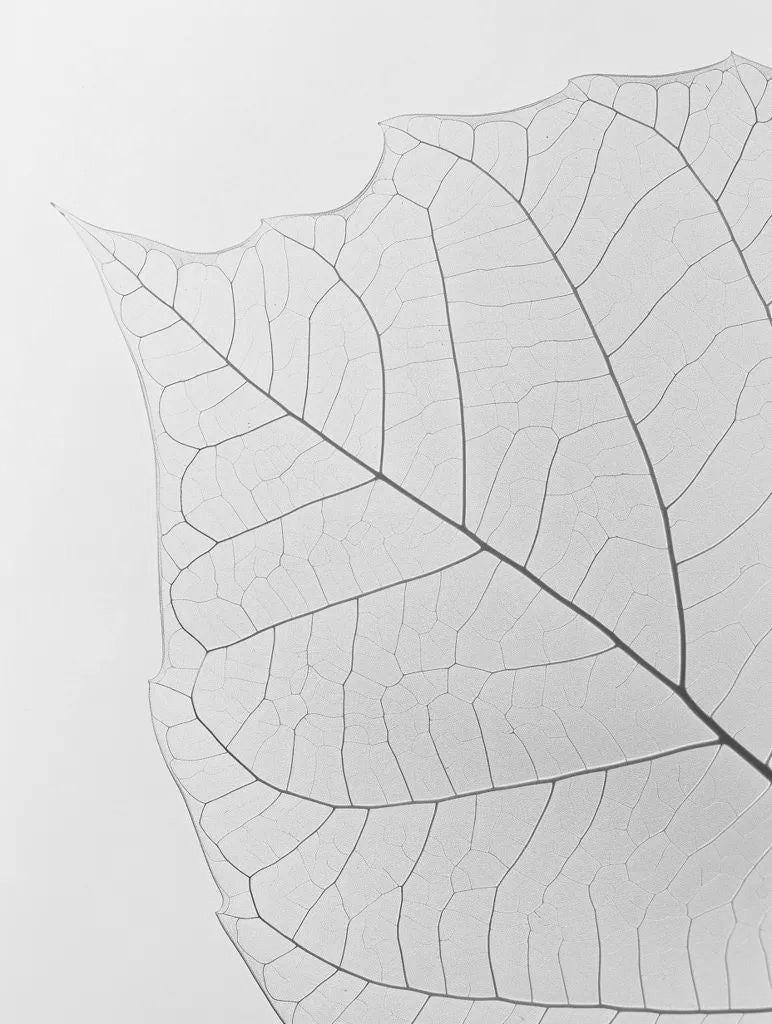 Close-up of a pale leaf skeleton and its fine veins